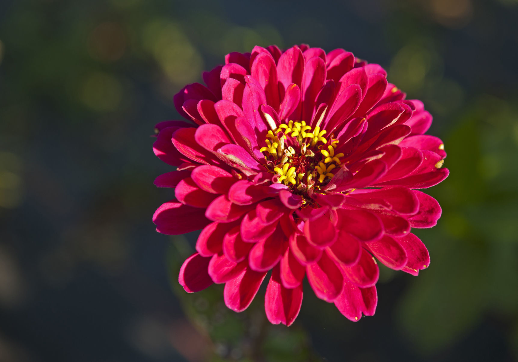 Cutting flowers